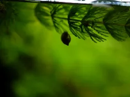 Snail ID and questions