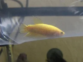Another Fantastic Lfs Find