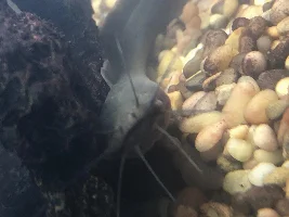 Gymnallabes typus