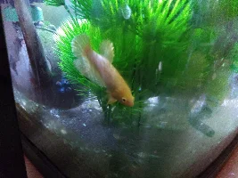 Betta with an eye-deformity. Should I buy?