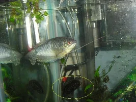 Blue gourami