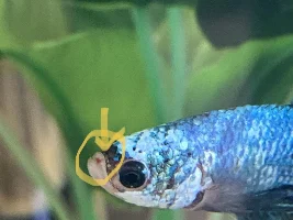 Red spot on Betta’s mouth...