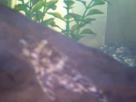 Pleco Found In Bogwood!