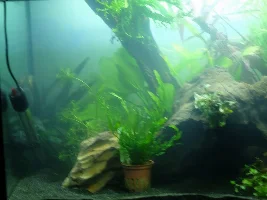 Opinions before I plant, please! :-D