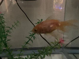 shubunkin goldfish. i bought my beautiful goldfish about one and a half years ago. the fish guy at petco