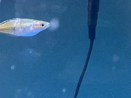 Columnaris and Ich?