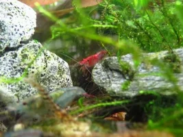 A Beginner's Shrimp Journal