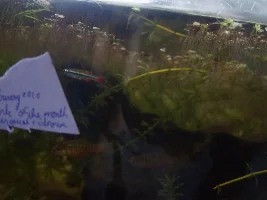 VOTE NOW!..Fishforums February 2020 Fish of the Month