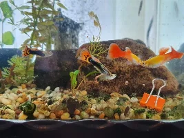 Help!  Everything in my tank keeps dying after getting cardinal tetras (TW - Dead fish pic)