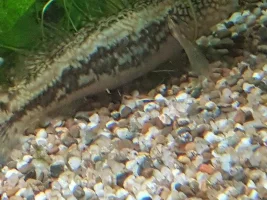Goby-ish fish identification