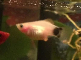 Platy In Labor?