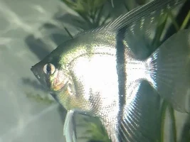 Are my angel fish male and female. One is bigger