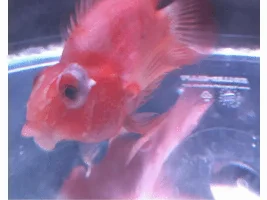 Bad popeye in blood parrot should I use epsom or aquarium salt?