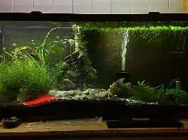 My tanks….