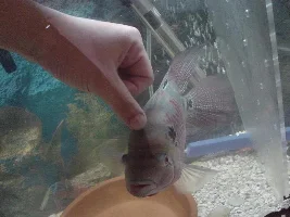 My Flowerhorn