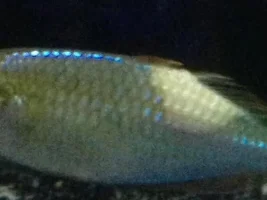 Just Got Some New Rainbow Fish And The Next Day One Has A Big Spot On