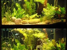 First Planted Tank hand holding required...!