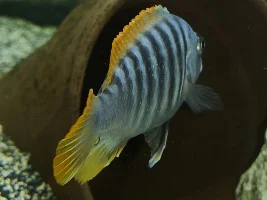 New to this forum but needing help with disease please