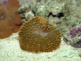 16gal