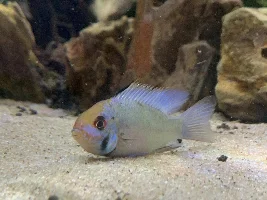 Fish with swimbladder issue now has a round belly