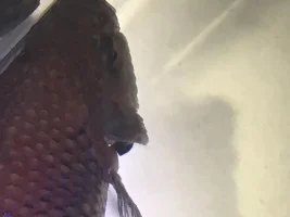 Male Betta has been sick for 5 weeks with a lump inside his gill
