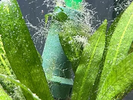What is this growing on my Amazon Swords?