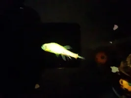Can this fish be saved?
