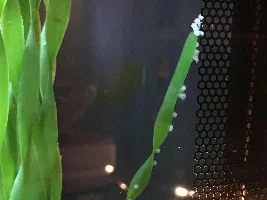 Eggs?? Now what??