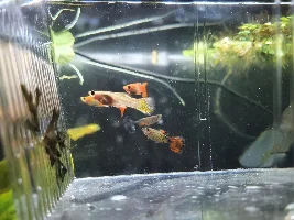Guppies targetting one guppy