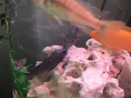 Malawi breeding behaviour and ID?