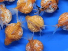 cory eggs