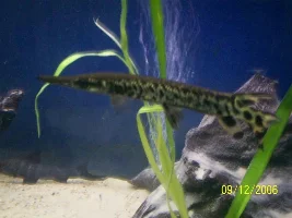 Cleaned The Tank