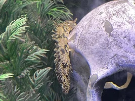 ID BICHIR? PLS? :(:
