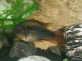 Apistogramma agasizzi help