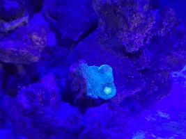 My first saltwater tank - Aqueon Frameless Cube Aquarium, 3 Gallon