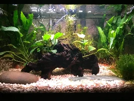 Small Planted Setup