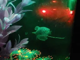 Id this fish