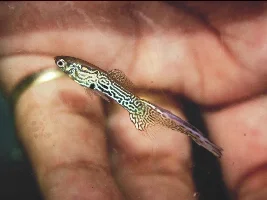 Snakeskin topsword guppy