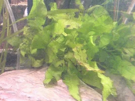 Alot Of Pics Of My 20gal :)
