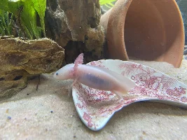 OliveFish05’s double tank journal and builds (20 gallon tropical community and 40 gallon axolotl tank)
