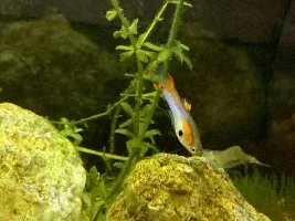 Endlers