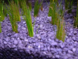 Slowly Becoming A Heavily Planted Tank