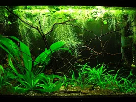 Dwarf Water Lettuce