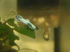 My blue ghost guppies...