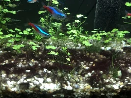 Black beard algae in my tank?