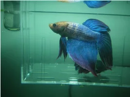 I Got A New Betta