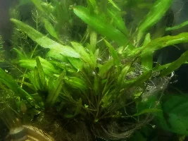 Picked up Free Tank, Free Fish