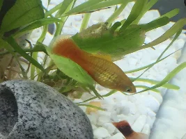 Lethargic platy laying on the gravel - help