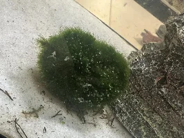What is in my tank
