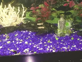 My pleco is not looking great , help please